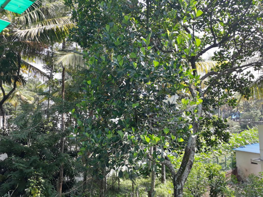 Able Homestay Thekkady Ngoại thất bức ảnh